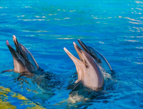 以爱之名，，，陪你到老，，，母亲节去哪玩？？不夜城多重惊喜等你来！！