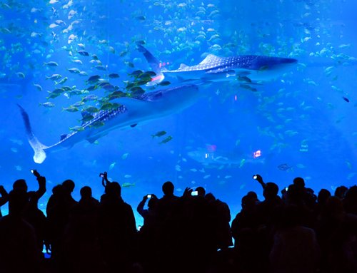 Ocean Culture Festival