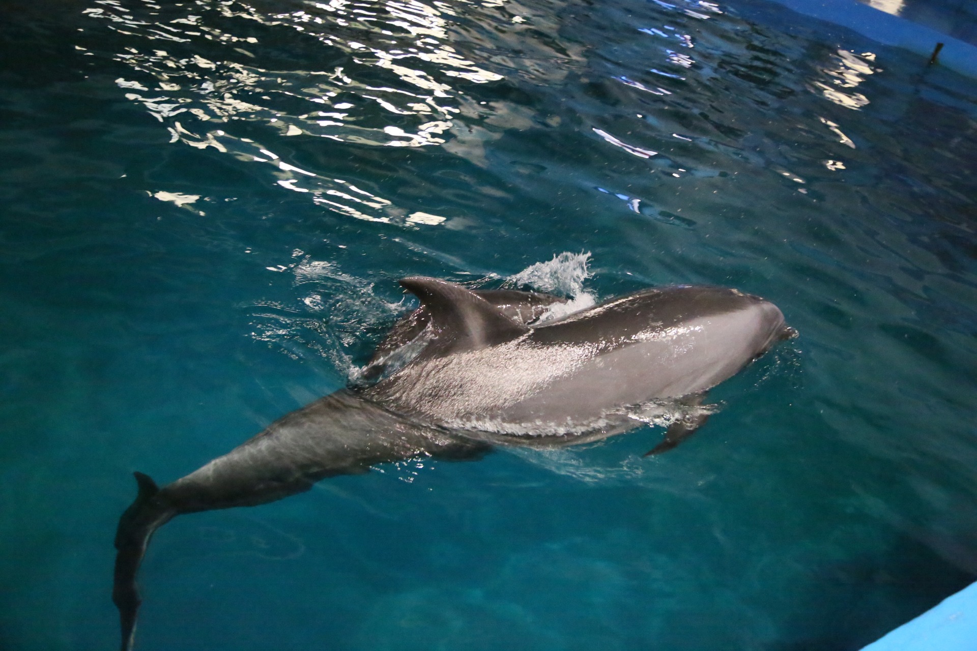 冰球突破-冰球电游豪华版_MG冰球游戏