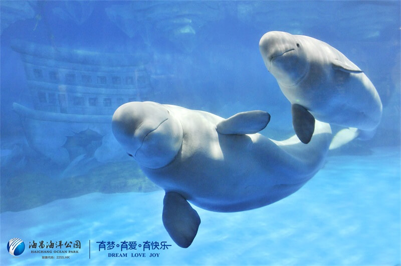 冰球突破-冰球电游豪华版_MG冰球游戏