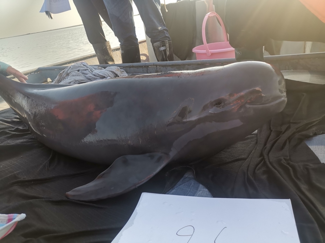 冰球突破-冰球电游豪华版_MG冰球游戏