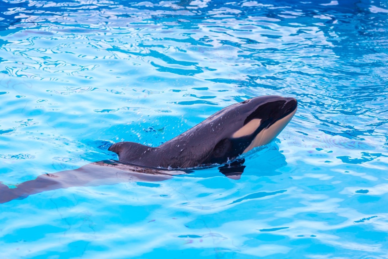 冰球突破-冰球电游豪华版_MG冰球游戏