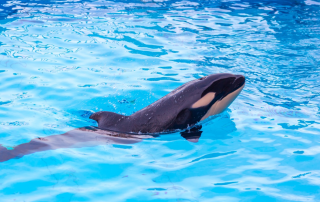 冰球突破-冰球电游豪华版_MG冰球游戏