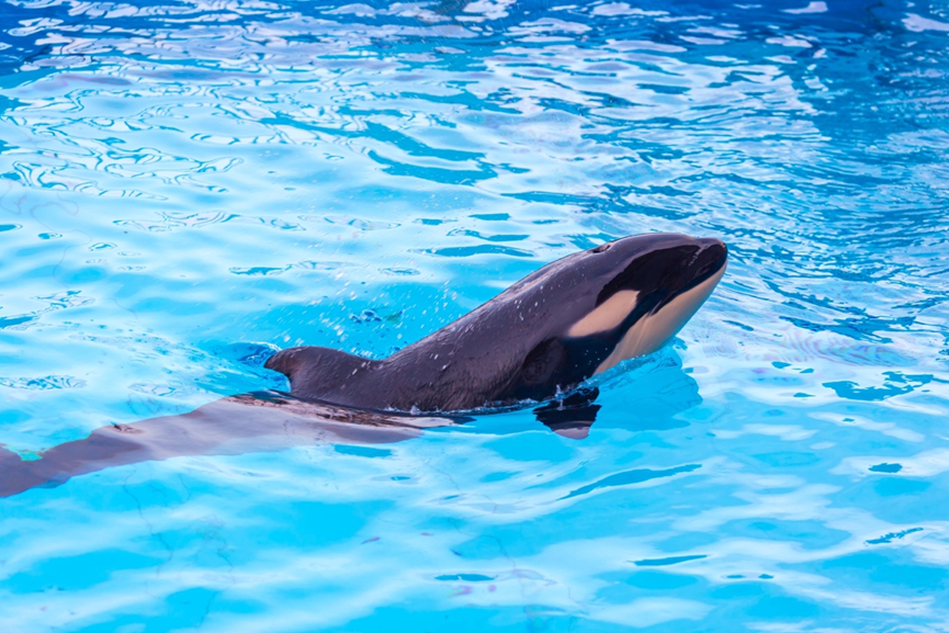 冰球突破-冰球电游豪华版_MG冰球游戏