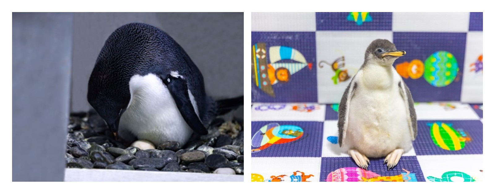 冰球突破-冰球电游豪华版_MG冰球游戏