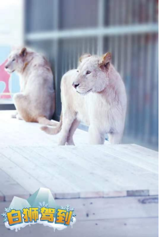 冰球突破-冰球电游豪华版_MG冰球游戏