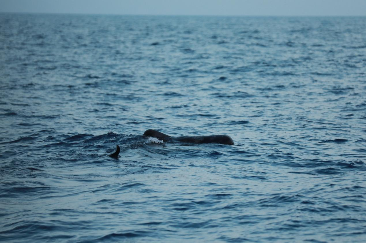 冰球突破-冰球电游豪华版_MG冰球游戏