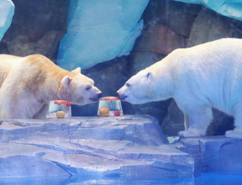 当海洋遇上端午，，，冰球突破海洋公园端午假期三天累计接待游客28万人次