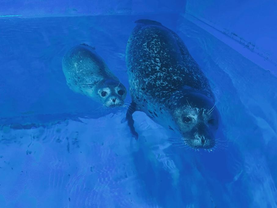 冰球突破-冰球电游豪华版_MG冰球游戏