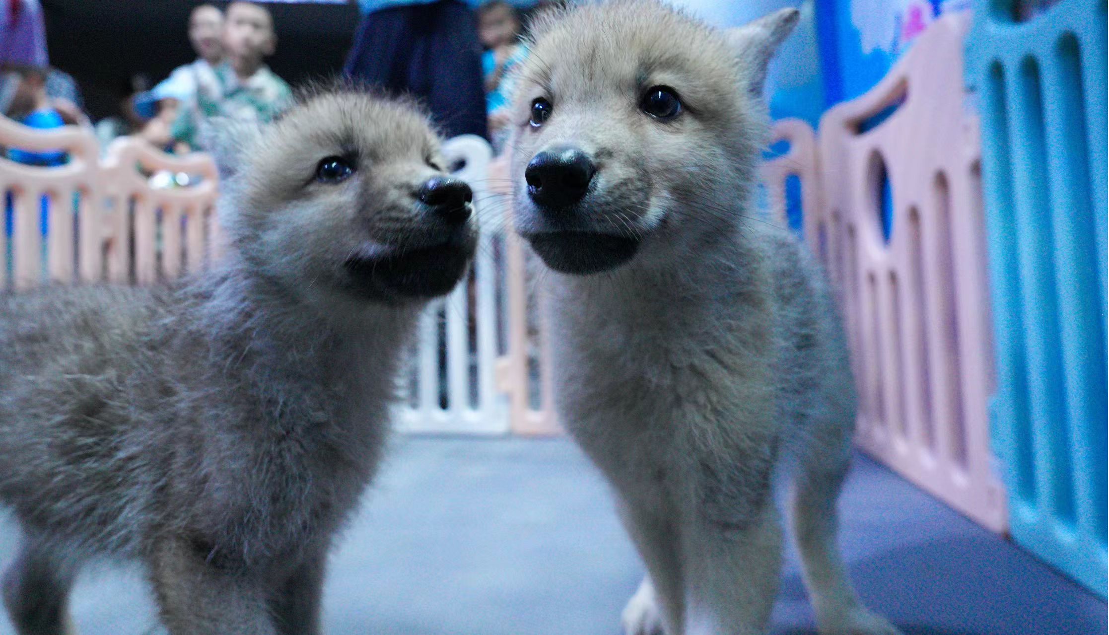 冰球突破-冰球电游豪华版_MG冰球游戏