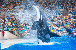 冰球突破-冰球电游豪华版_MG冰球游戏