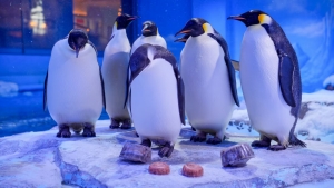 冰球突破-冰球电游豪华版_MG冰球游戏