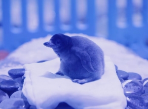 冰球突破-冰球电游豪华版_MG冰球游戏