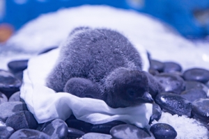 冰球突破-冰球电游豪华版_MG冰球游戏