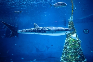 冰球突破-冰球电游豪华版_MG冰球游戏