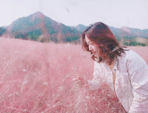 粉”上烟台!家门口也有网红粉黛啦，今年秋天在这里盛开…