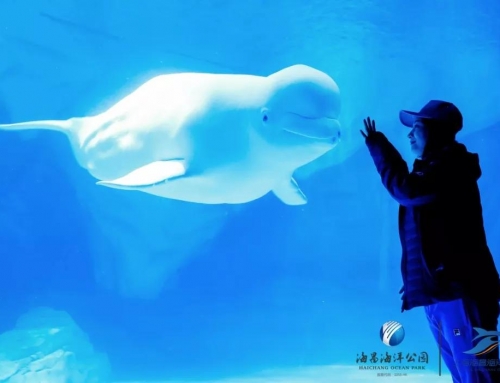 萌翻！鲸鲨海洋公园迎来绿海龟宝宝降生啦~