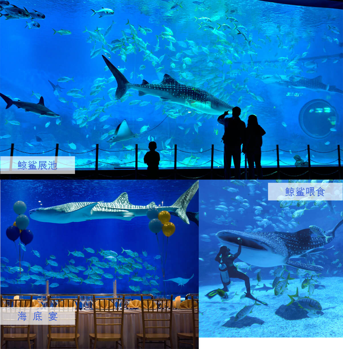 冰球突破-冰球电游豪华版_MG冰球游戏