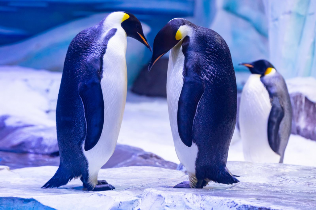 冰球突破-冰球电游豪华版_MG冰球游戏