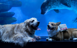 冰球突破-冰球电游豪华版_MG冰球游戏