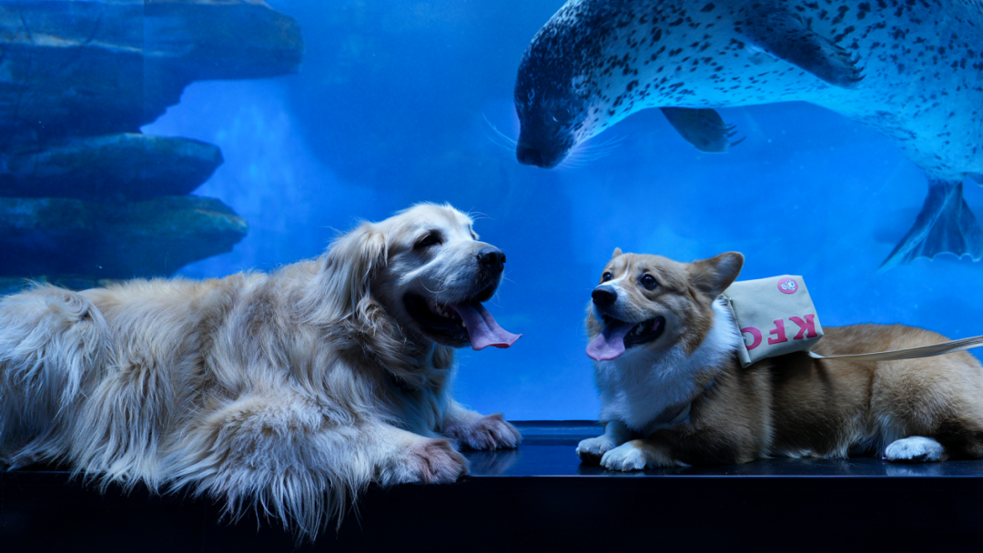 冰球突破-冰球电游豪华版_MG冰球游戏