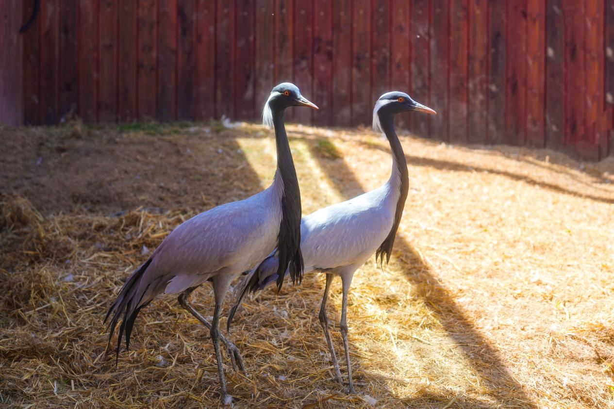 冰球突破-冰球电游豪华版_MG冰球游戏