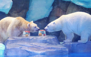 冰球突破-冰球电游豪华版_MG冰球游戏