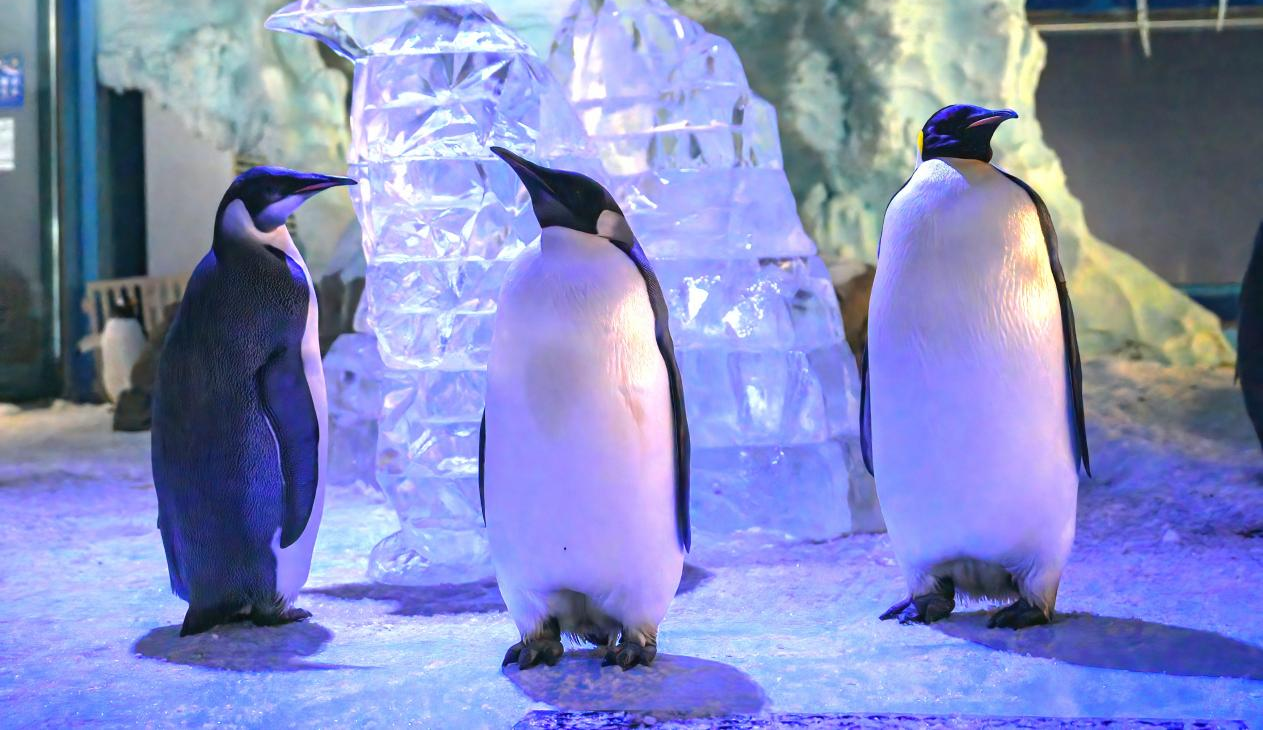 冰球突破-冰球电游豪华版_MG冰球游戏