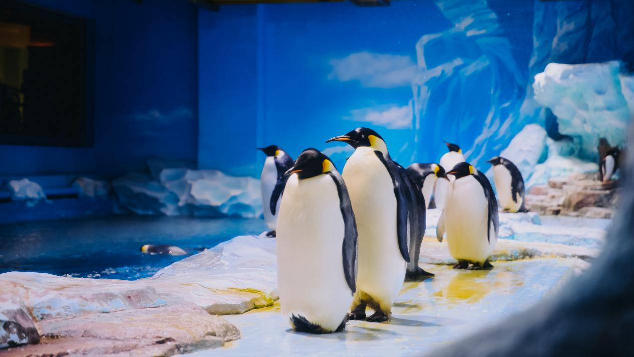 冰球突破-冰球电游豪华版_MG冰球游戏