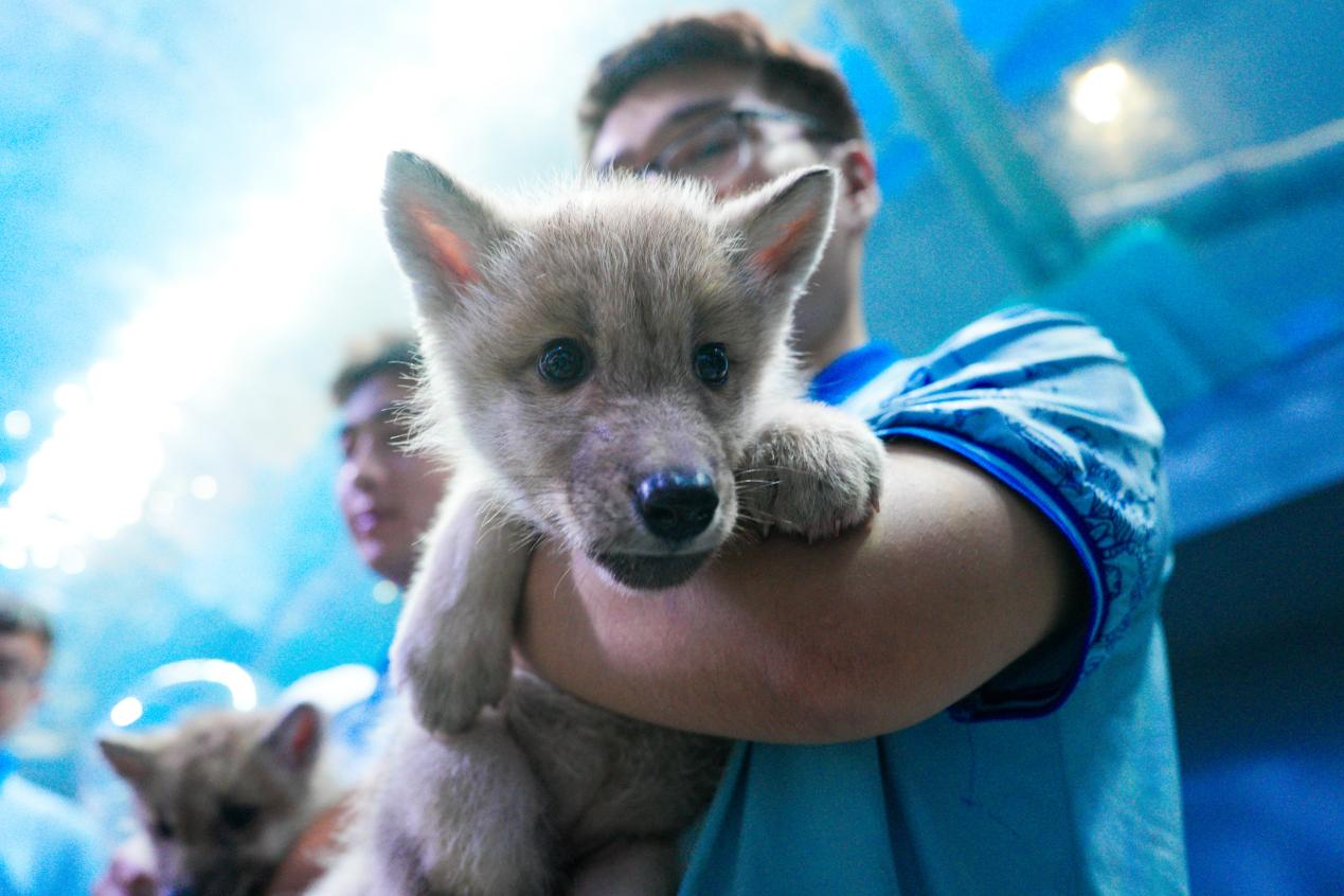 冰球突破-冰球电游豪华版_MG冰球游戏