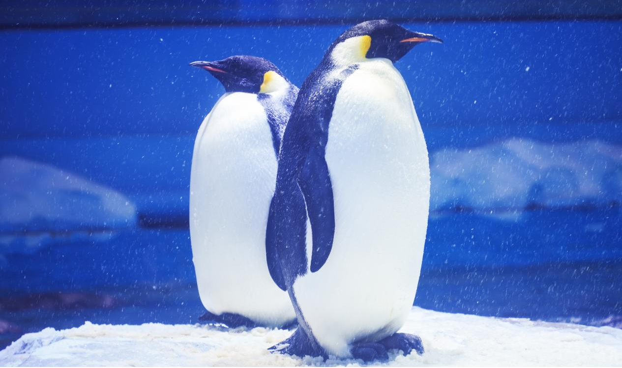 冰球突破-冰球电游豪华版_MG冰球游戏