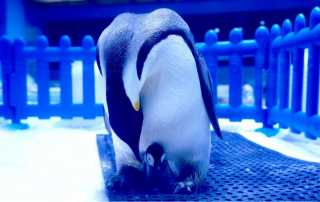 冰球突破-冰球电游豪华版_MG冰球游戏