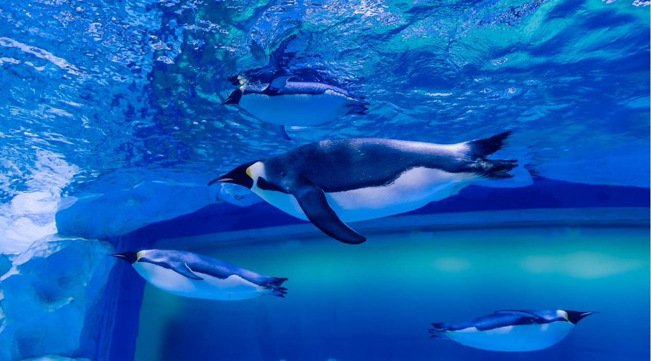 冰球突破-冰球电游豪华版_MG冰球游戏