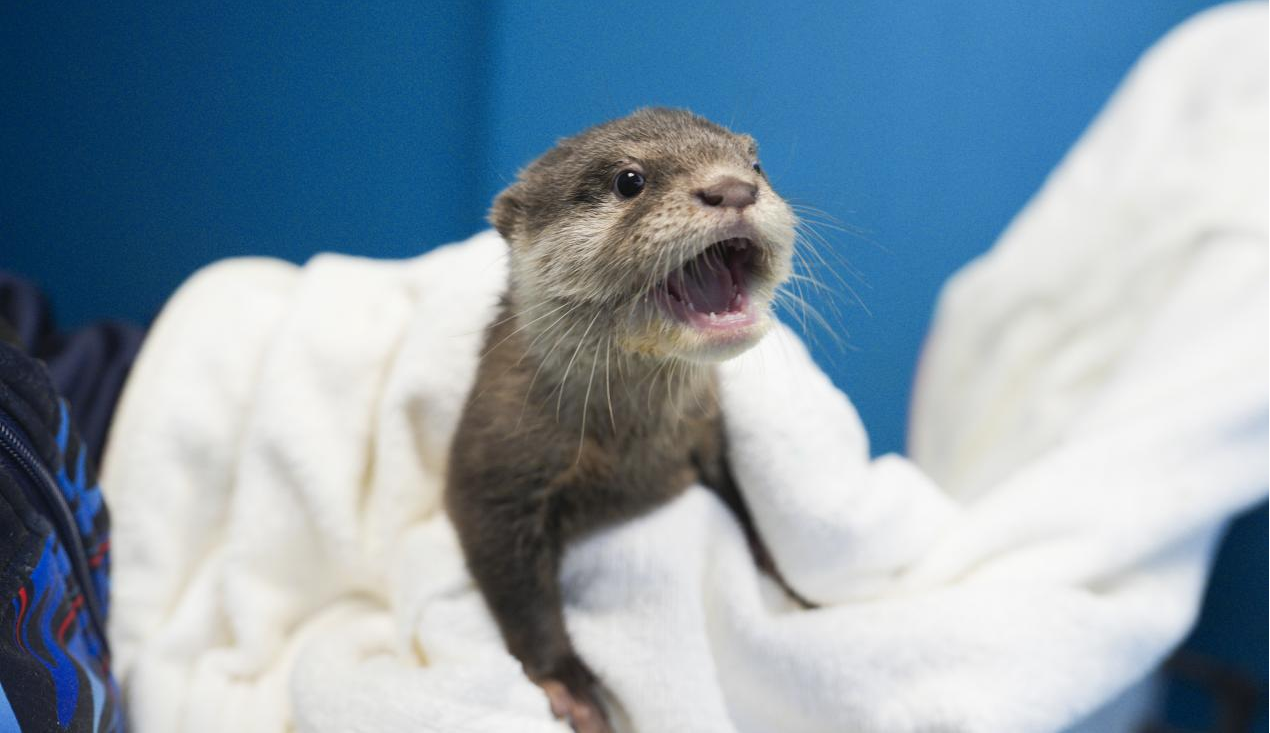 冰球突破-冰球电游豪华版_MG冰球游戏