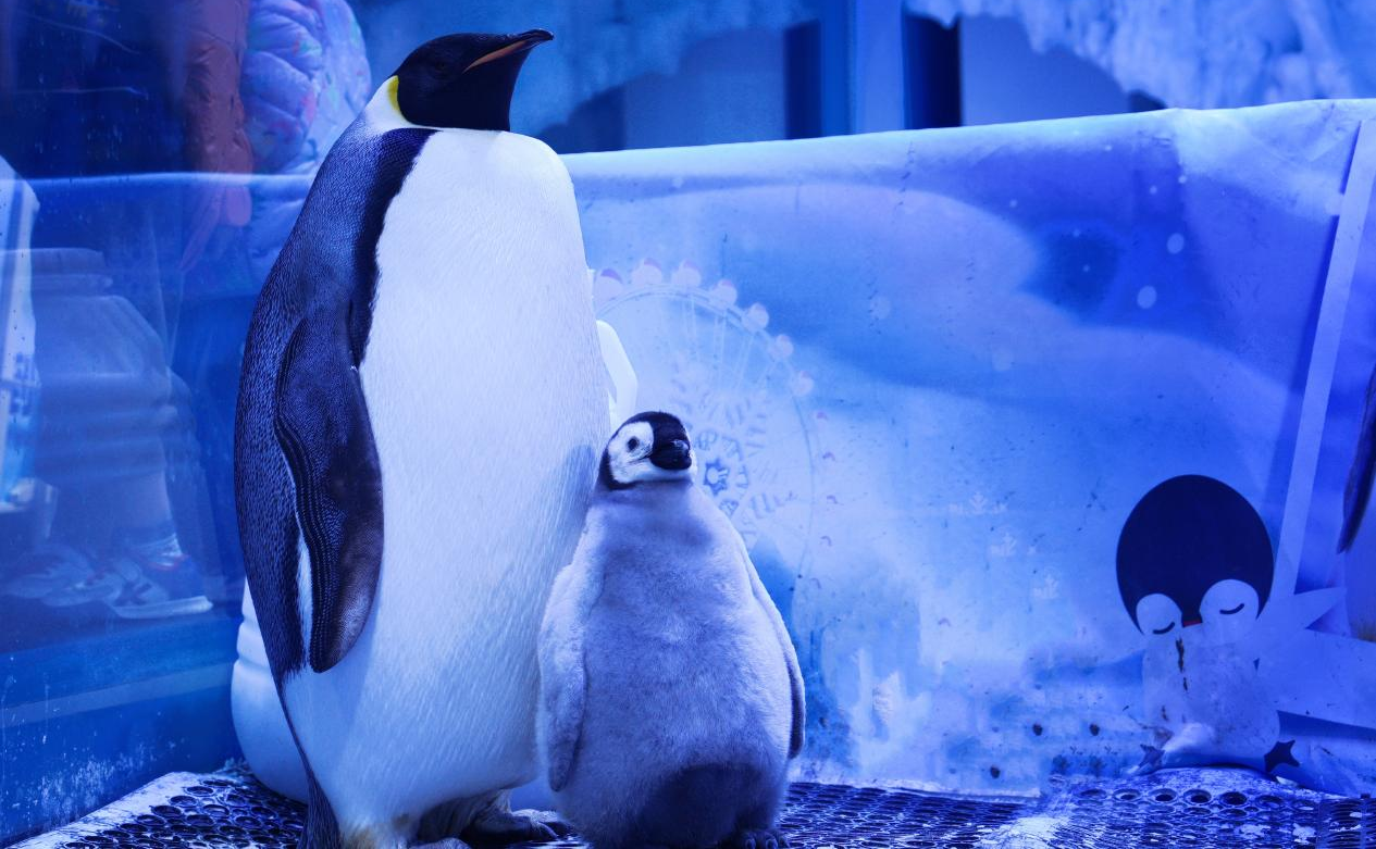 冰球突破-冰球电游豪华版_MG冰球游戏