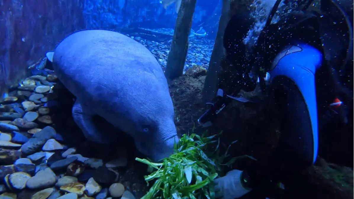 冰球突破-冰球电游豪华版_MG冰球游戏