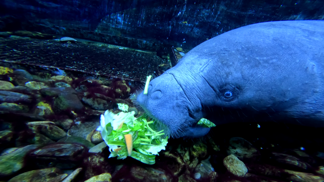 冰球突破-冰球电游豪华版_MG冰球游戏