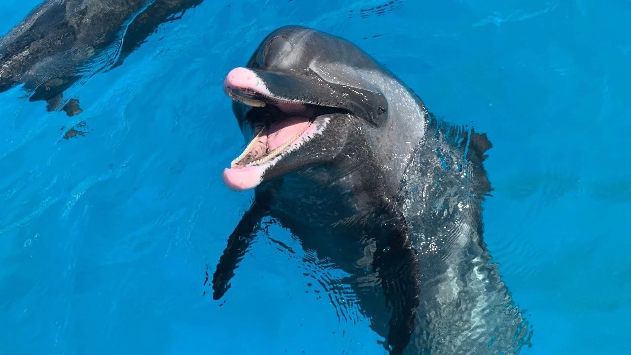 冰球突破-冰球电游豪华版_MG冰球游戏