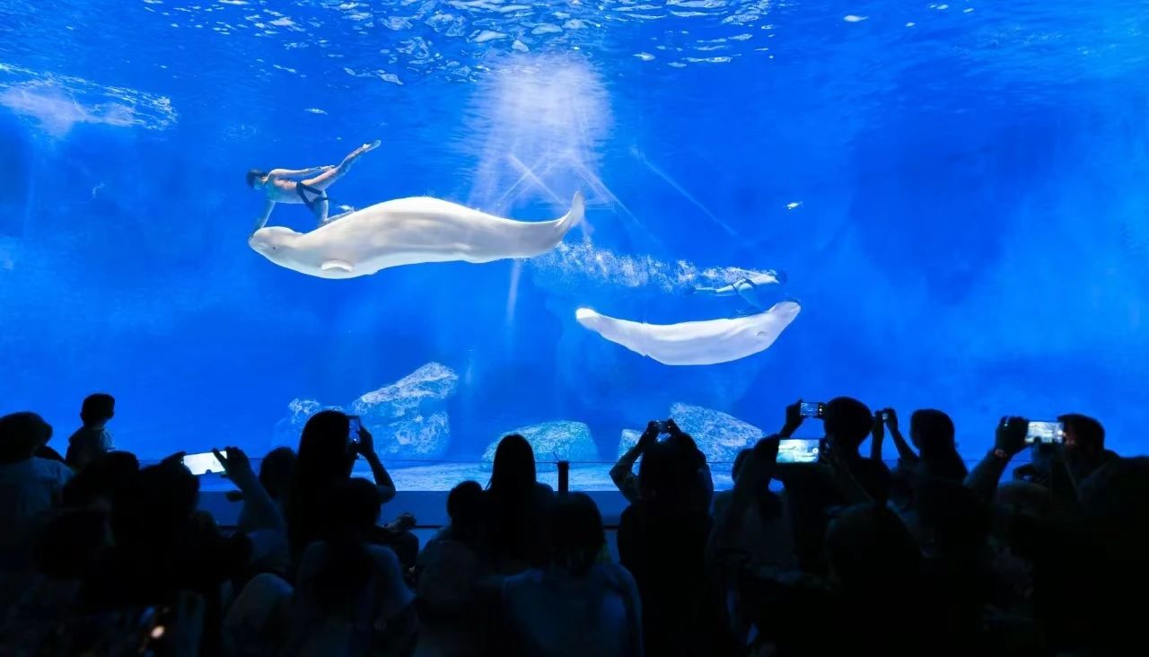 冰球突破-冰球电游豪华版_MG冰球游戏