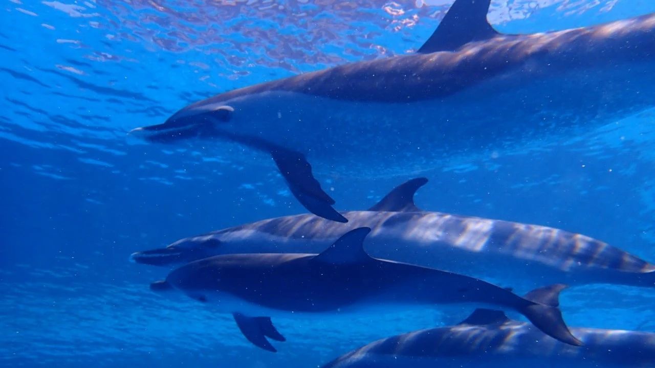 冰球突破-冰球电游豪华版_MG冰球游戏