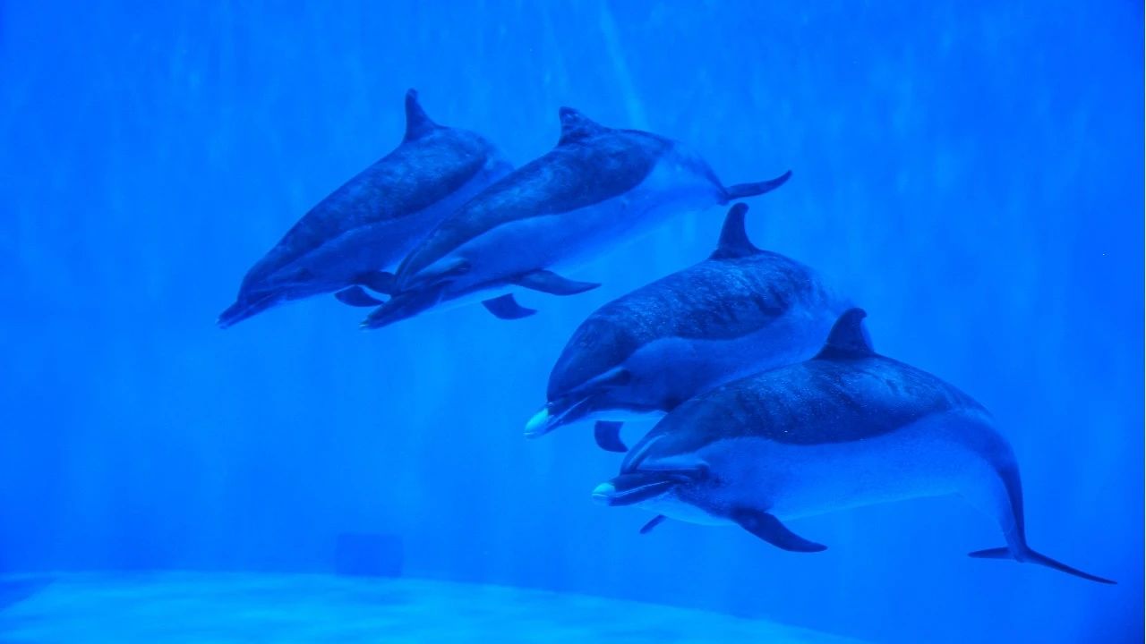 冰球突破-冰球电游豪华版_MG冰球游戏