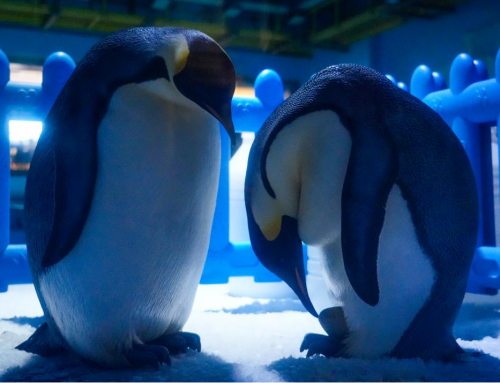 帝企鹅建军节产蛋迎新生！！！郑州冰球突破海洋公园进入萌宝“蛋”生倒计时