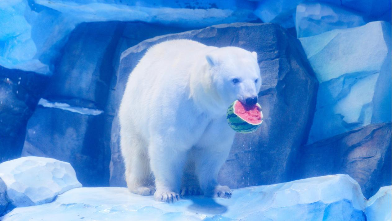 冰球突破-冰球电游豪华版_MG冰球游戏