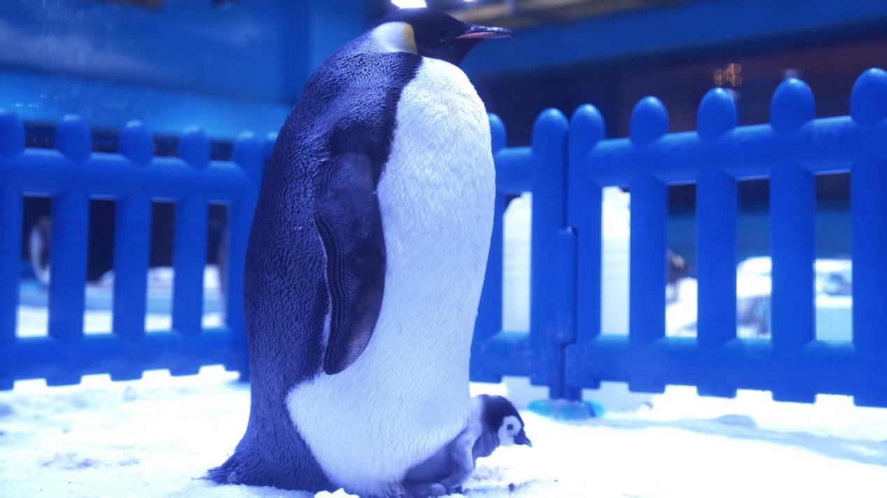 冰球突破-冰球电游豪华版_MG冰球游戏