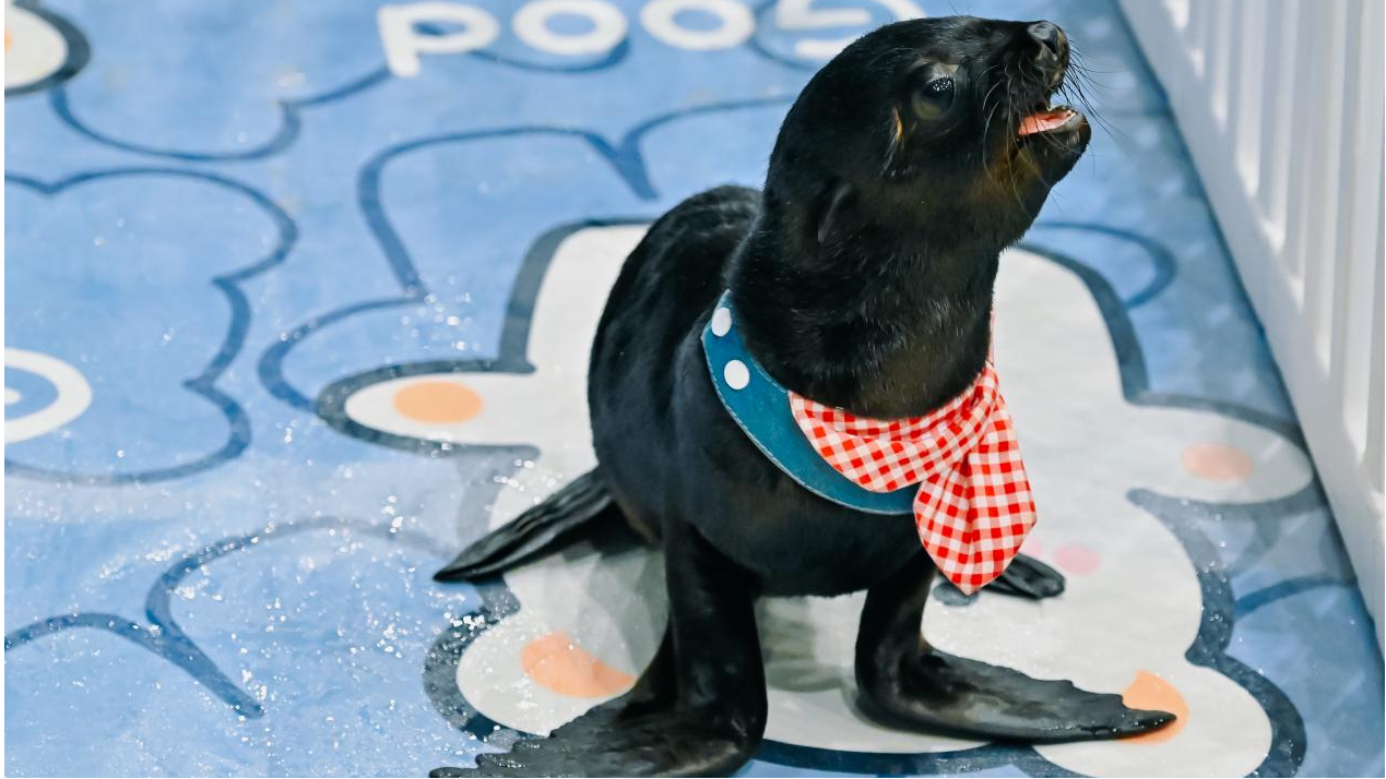 冰球突破-冰球电游豪华版_MG冰球游戏