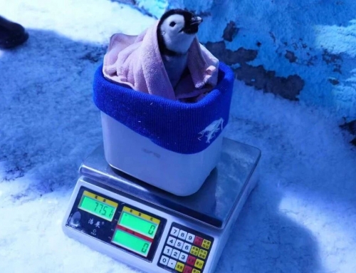 帝企鹅匹俦喜迎“二胎”！ 郑州冰球突破海洋公园乐成繁育的中原第二只帝企鹅宝宝迎来满月